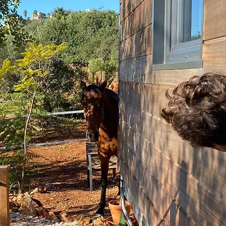 Tiny House Horses Hbergement Atypique Loul شاليه