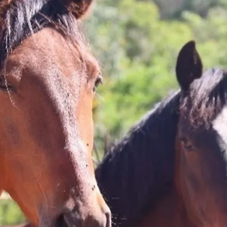 Tiny House Horses Hbergement Atypique Loul *