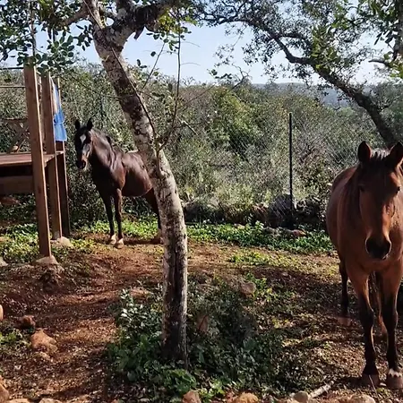 Tiny House Horses Hbergement Atypique Loul Domek alpejski