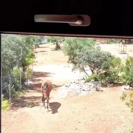 Tiny House Horses Hbergement Atypique Loul