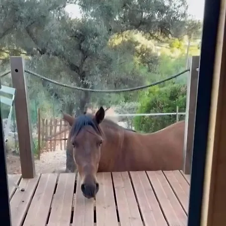 Tiny House Horses Hbergement Atypique Loul