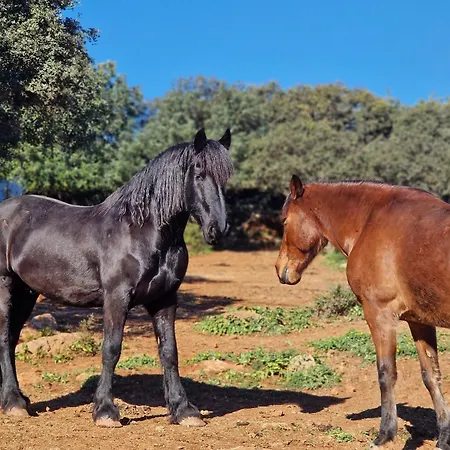 Domek alpejski Tiny House Horses Hbergement Atypique Loul Loulé